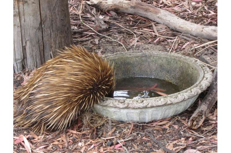 Citizens recruited to unlock the secret lives of echidnas