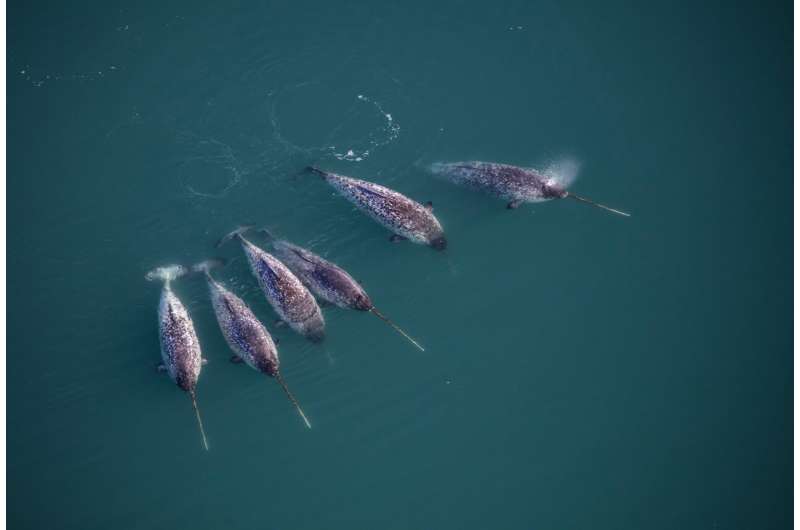 Clarifying the chaos of narwhal behavior