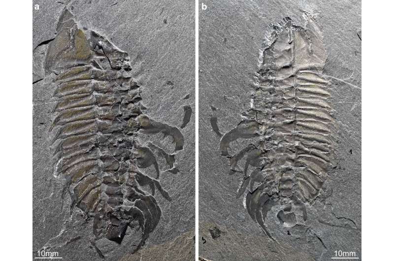 Apendicele Clasper descoperite la trilobiții din Cambrianul mijlociu prezintă un comportament de împerechere asemănător unui crac potcoavă