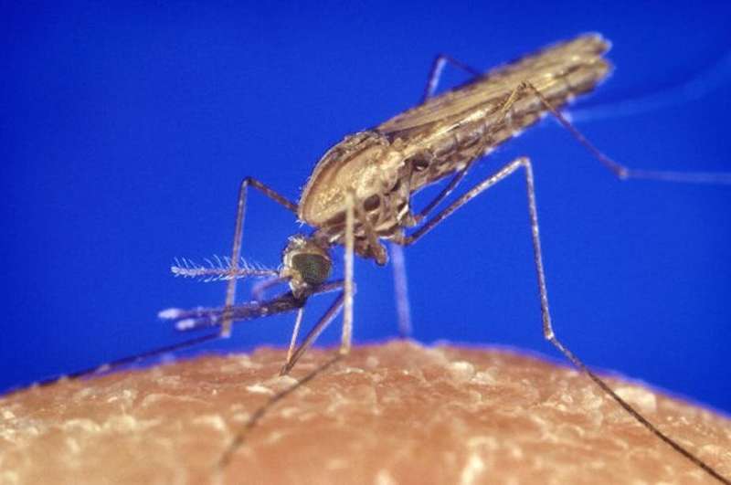 Climate change affects mosquito behaviour, making it harder to end malaria in South Africa