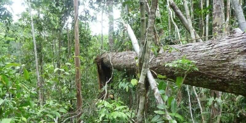 Climate change causing high tree mortality in southern Amazon
