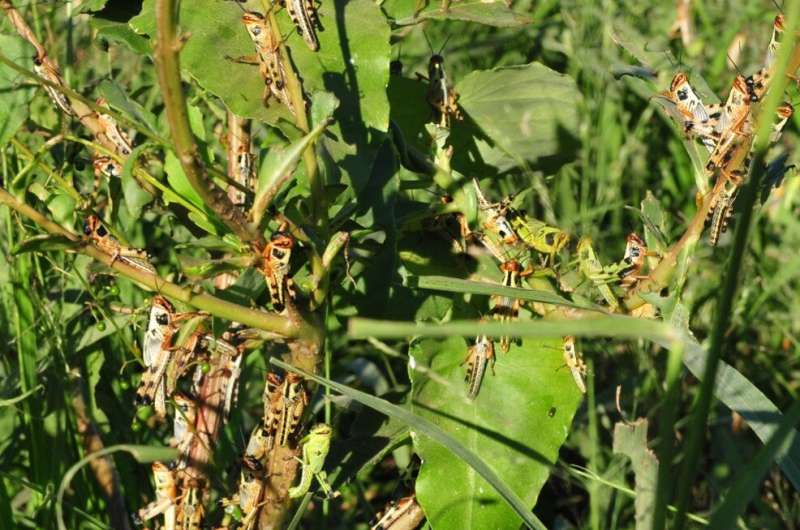 Climate change could mean more intense locust outbreaks and threaten food security: