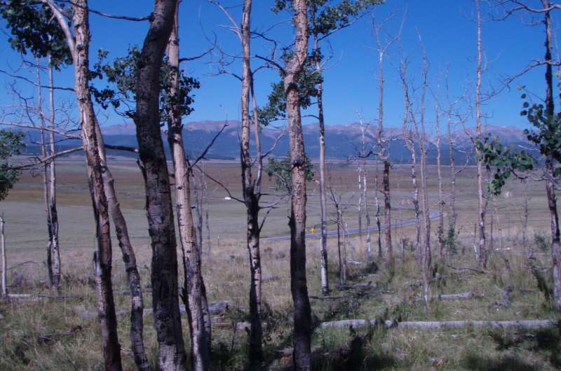 Climate change increases risks of tree death