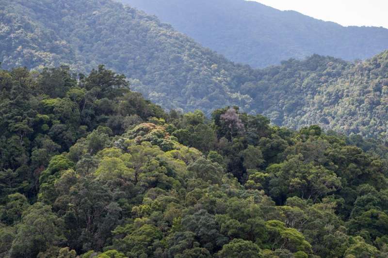 Climate change is killing trees in Queensland's tropical rainforests
