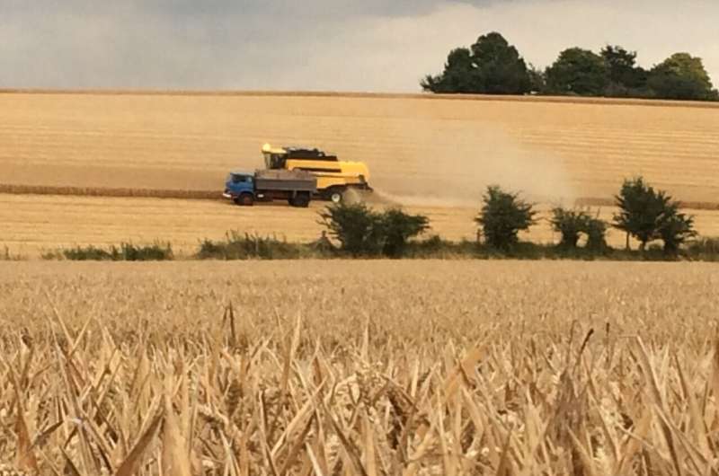Climate change is testing resilience of UK wheat yields