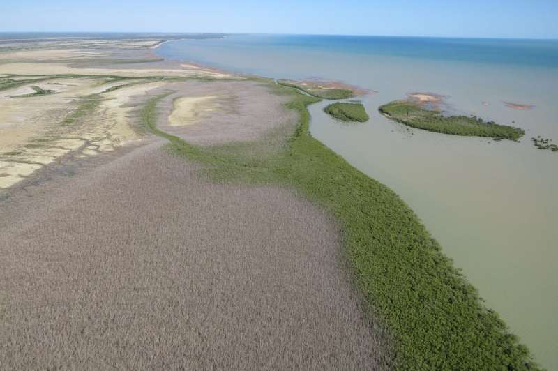 Climate change killed 40 million Australian mangroves in 2015. Here's why they'll probably never grow back
