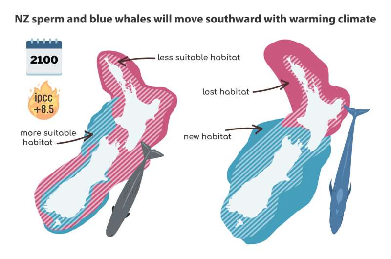 Climate change predicts southerly shift of great whale species in New Zealand