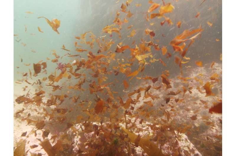 Climate change predicted to reduce kelp forests' capacity to trap and store carbon