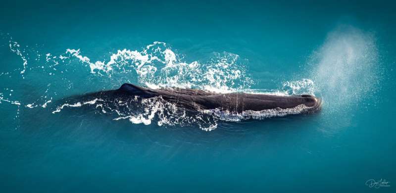Climate change predicts southerly shift of great whale species in New Zealand