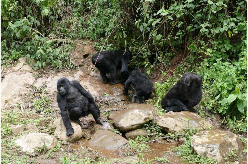 Climate crisis is making endangered mountain gorillas more thirsty