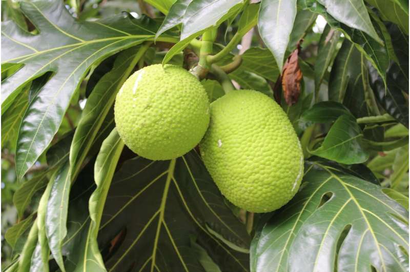 Climate-resilient breadfruit might be the food of the future