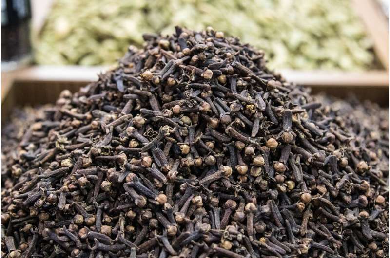 Clove oil – ideal weapon against mosquitoes