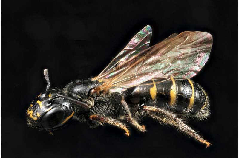 Evidence for the health of bees found in their intestinal microbiome