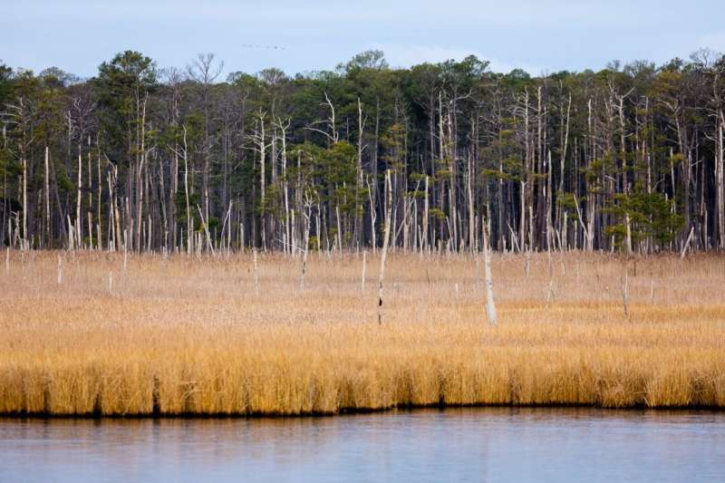 Coastal marsh migration may further fuel climate change