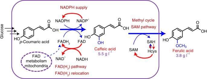 Cofactor engineering drives natural product synthesis