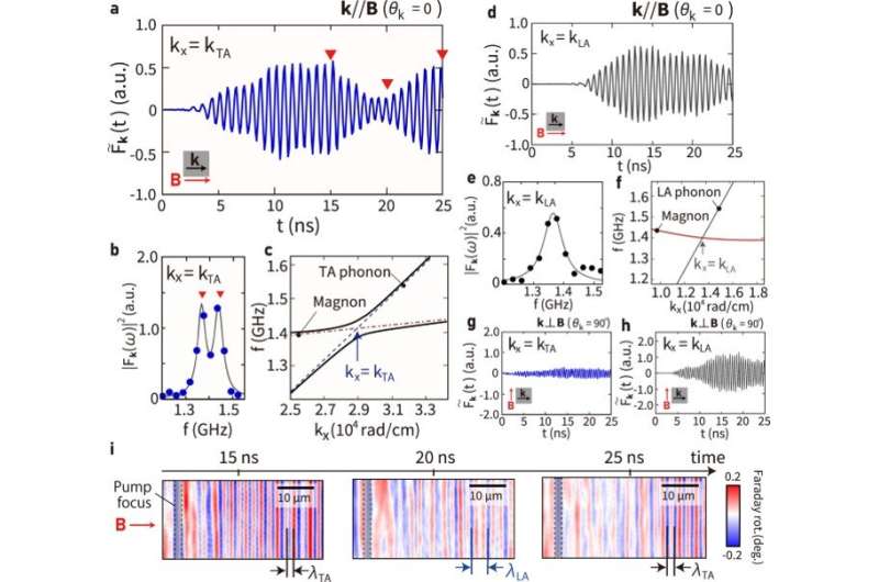 Coherent oscillation between phonons and magnons