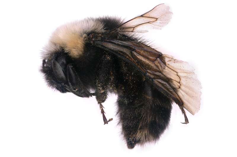 Collecting a library of bee genomes