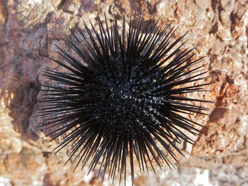 Colonizing sea urchins in the Mediterranean can withstand hot, acidic seas