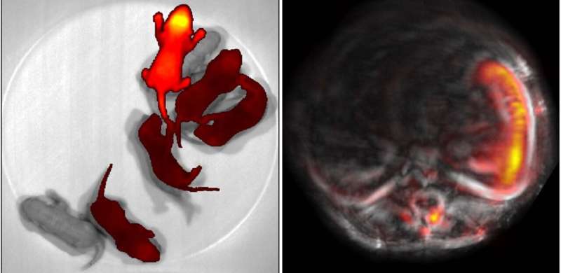Color-changing mouse model allows researchers to non-invasively study deep tissues