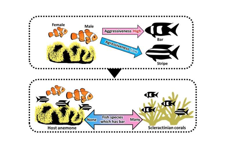 Color patterns drive fish community structure in coral reefs, study finds