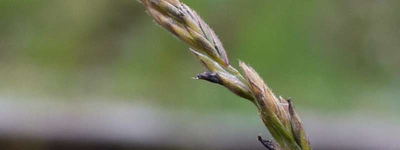 Common plant disease found to defend its host against pests