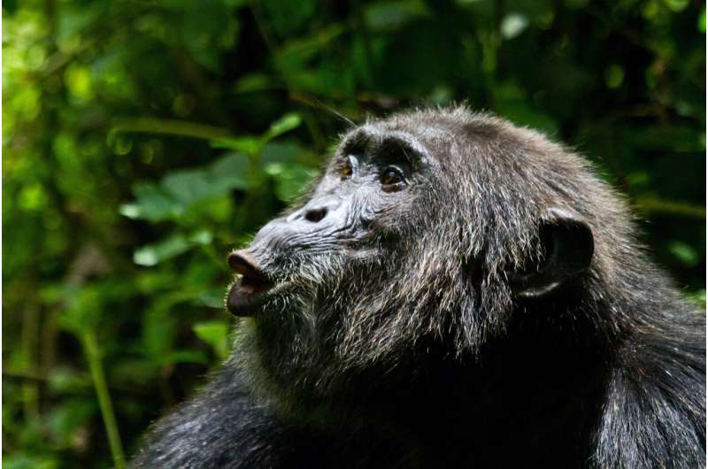 Communication makes hunting easier for chimpanzees