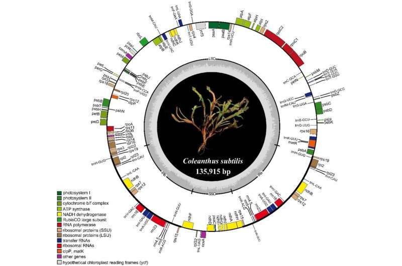 Complete chloroplast genome of coleanthus subtilis, a protected rare species