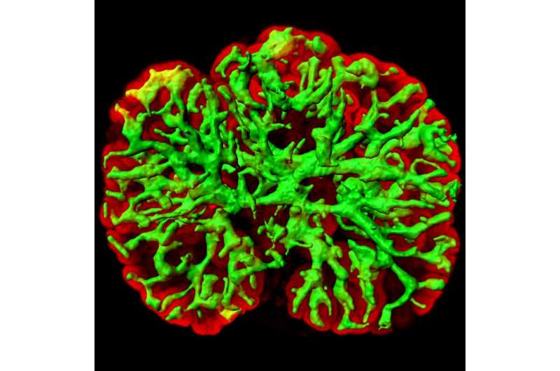 Complex three-dimensional kidney tissue generated in the lab from the scratch