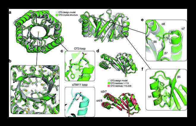 Computational biologists design a novel and improved triosephosphate isomerase barrel protein