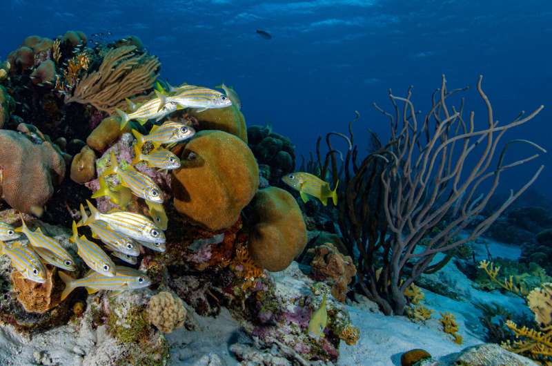 Computer modeling aims to inform the restoration, conservation of coral reefs