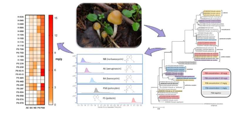 Concentrations of psychoactive compounds in mushrooms are extremely variable