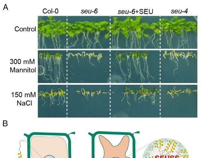 Condensation of transcriptional regulator SEUSS mediates osmotic stress perception and response in Arabidopsis