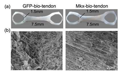 Connecting science to medicine: tendon-like tissue created from human stem cells