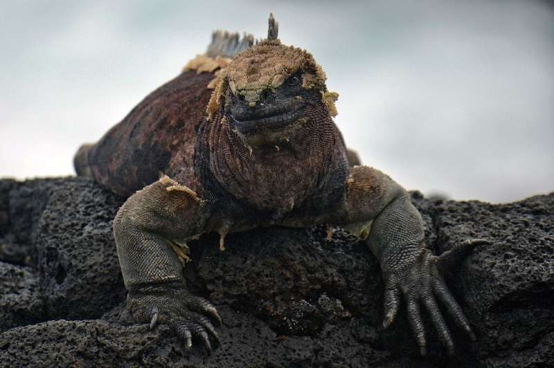 'Connector species' like this marine iguana in Floreana transfer nutrients from land to sea and vice versa