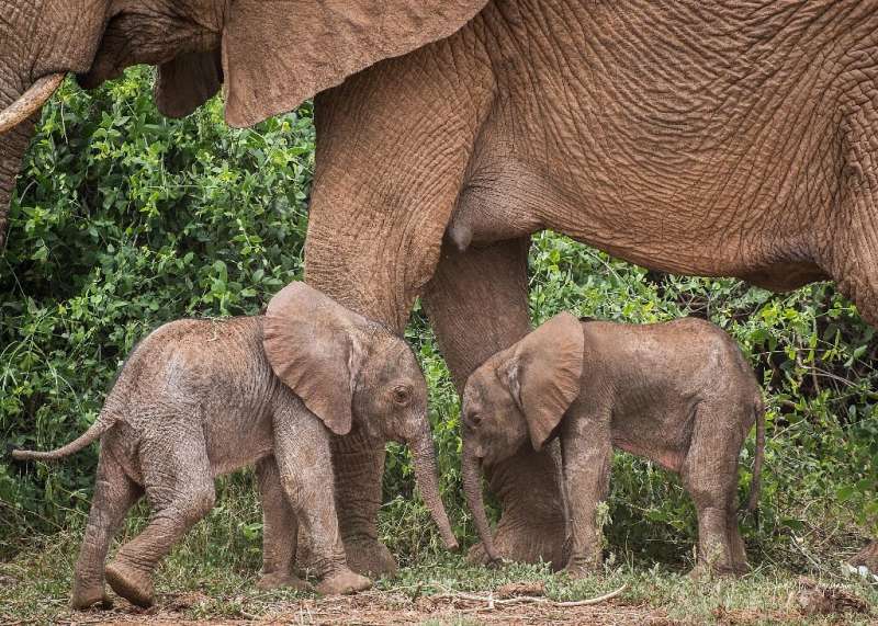 Conservation group Save the Elephants said the twins were first spotted by lucky tourist guides on a safari drive Samburu Reserv