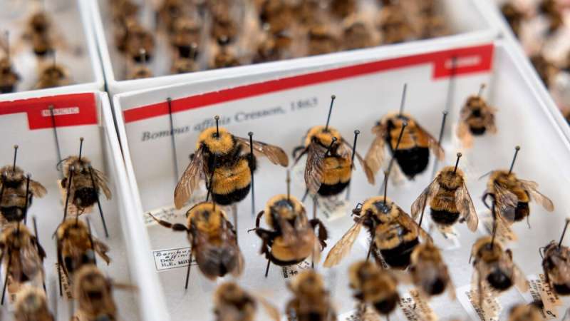 Conservation survey finds native NYS pollinators at risk