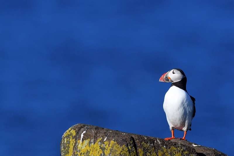 Conservationists say numbers on the island, and down the coast on the Farne Islands, have declined in recent years