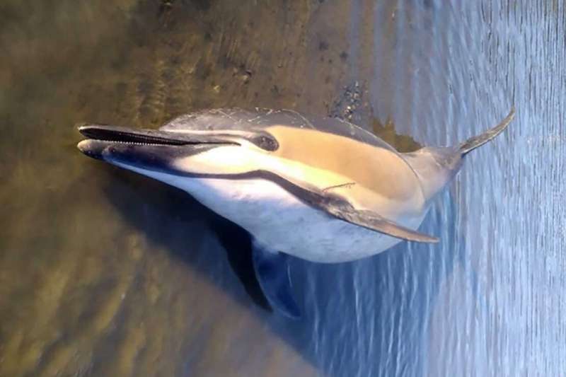 Consistent guidance needed during euthanasia of stranded cetaceans