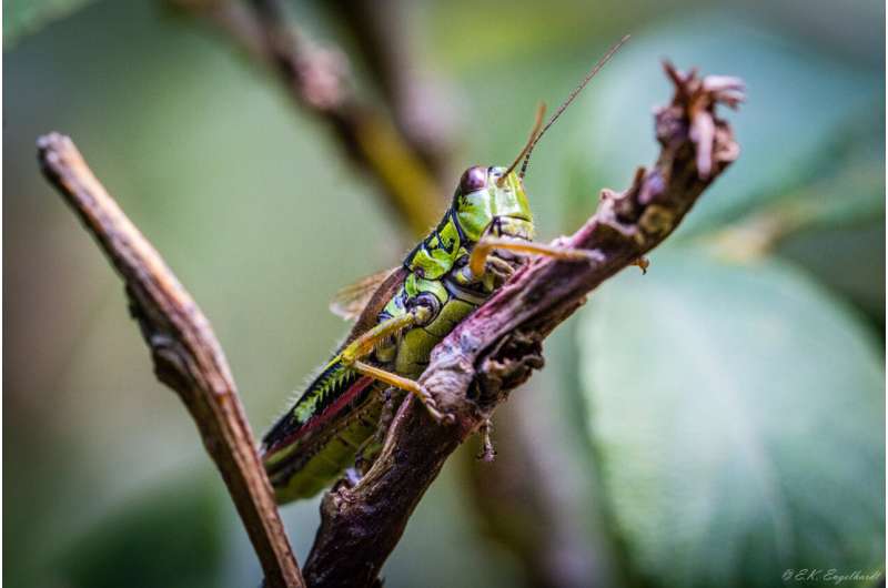 Konsistente Signale der globalen Erwärmung bei Veränderungen der Belegung für drei Insektenarten