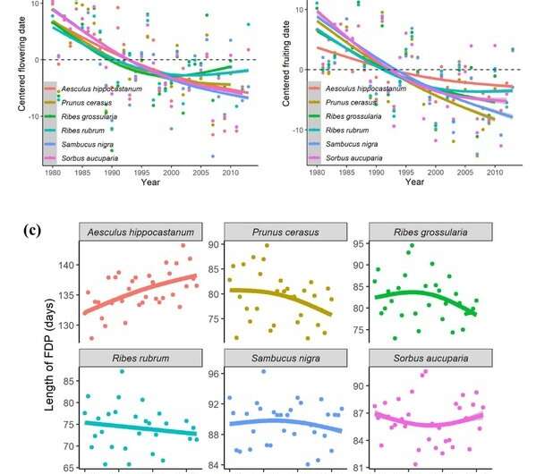 Contrasting reproductive phenological strategies among temperate woody species discovered
