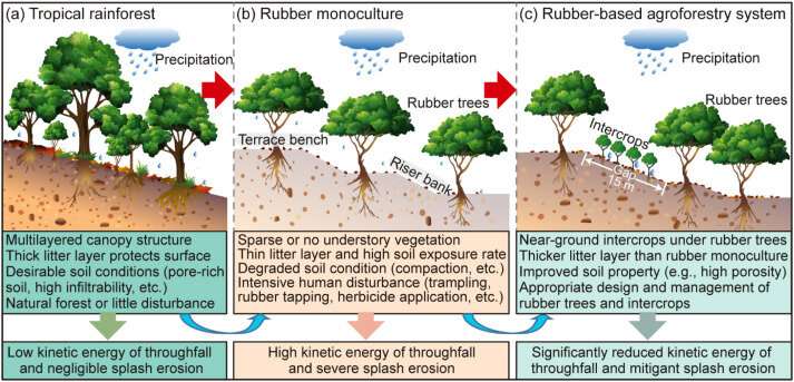 Controlling soil splash erosion may benefit sustainable development of rubber plantation