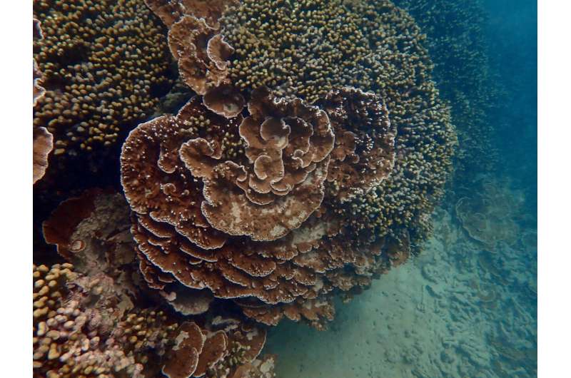 Coral select algae partnerships to ease environmental stress
