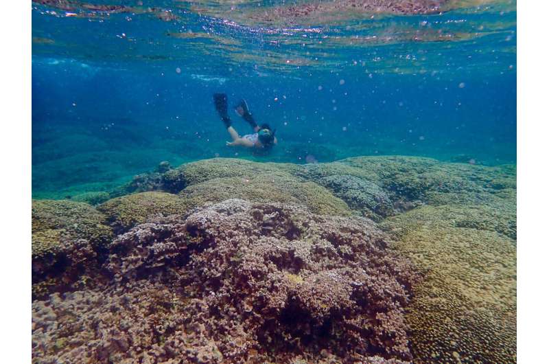 Coral selecteert algenpartnerschappen om omgevingsstress te verminderen