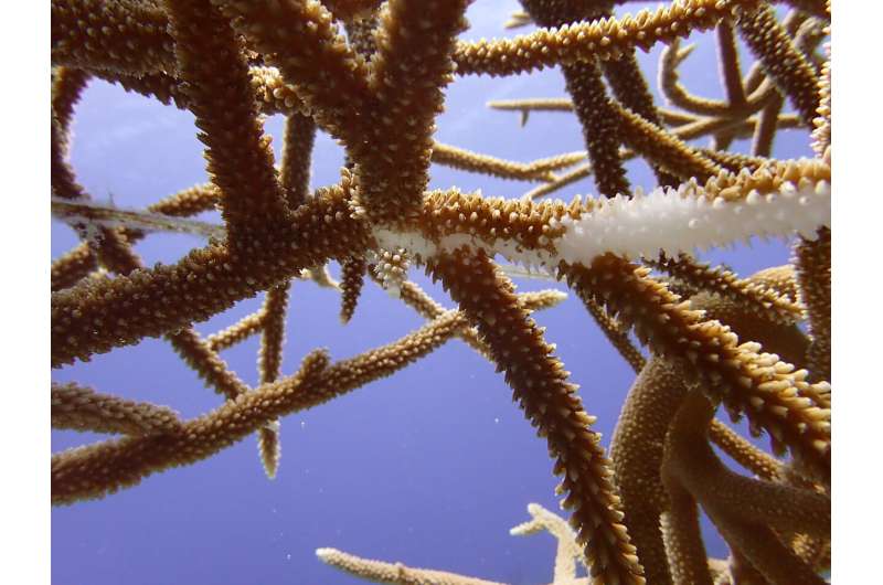Corals Saving Corals