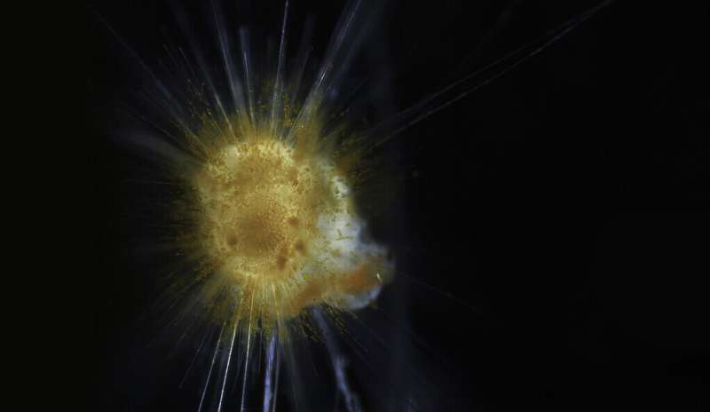 Core aspects of climate models are sound — the proof’s in the plankton