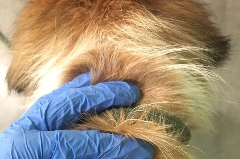 Cortisol in shelter dog hair shows signs of stress