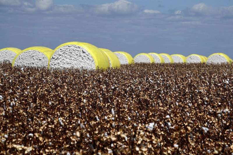Fardos de algodón en un campo en la finca Pamplona en Cristalina, Brasil el 14 de julio de 2022