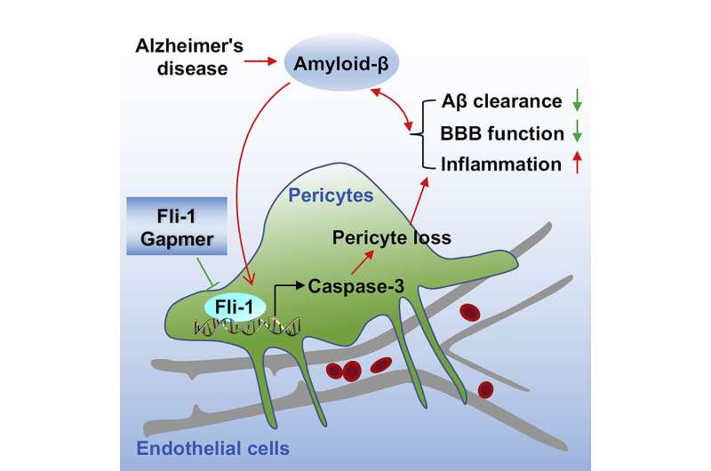 Could leaky blood vessels in the brain be a culprit in Alzheimer’s disease? | MUSC