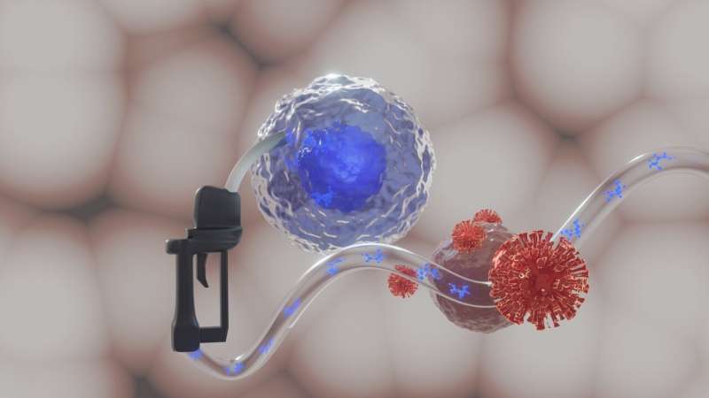 COVID-19: New energy for flagging immune cells