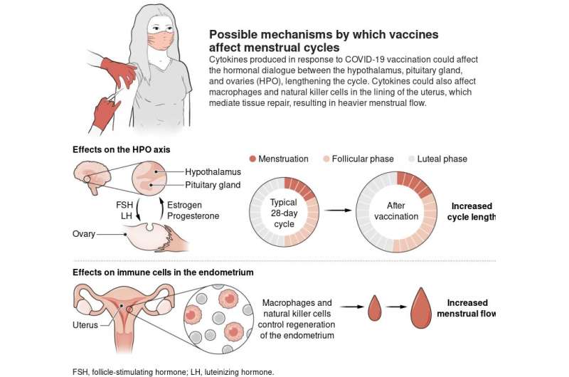 COVID-19 vaccinations found to cause small, temporary changes in menstruation